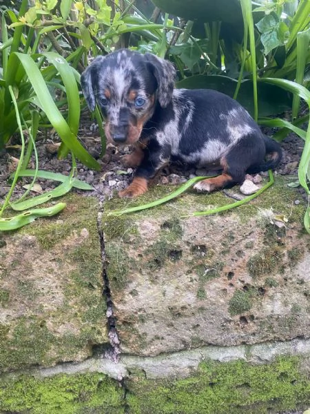 Bassotti cuccioli  | Foto 1