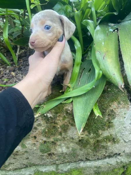 Bassotti cuccioli  | Foto 0