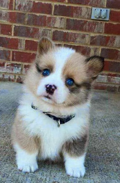 regalo cuccioli pomsky