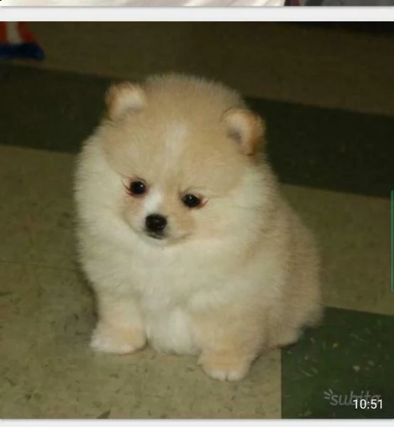 cuccioli di spitz pomerania dolcissimi e giocarelloni di 70 giorni 