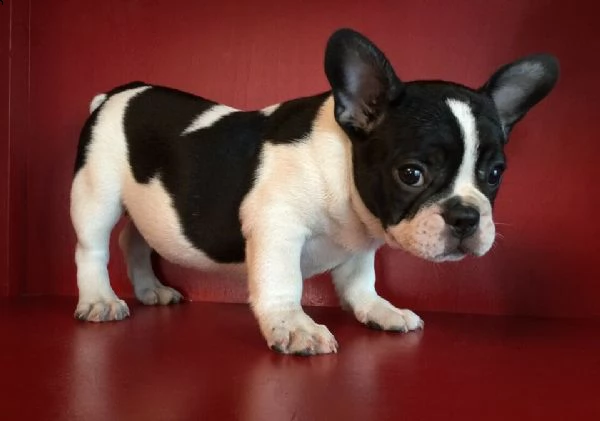 disponiamo cuccioli di bulldog francese bellissimi e solari di 70 giorni