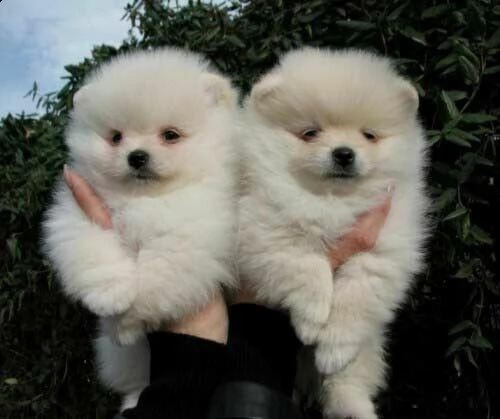 cuccioli di volpino pomerania toy bellissimi e amorevolissimi di 70 giorni 
