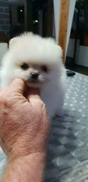 favolosi cuccioli di pomeriana toy bianchissimi e morbidissimi di 70 giorni 