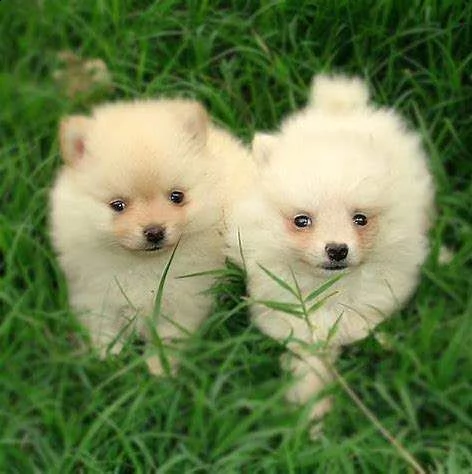 disponiamo cuccioli di spitz pomerania toy di 67 giorni vivaci sani 