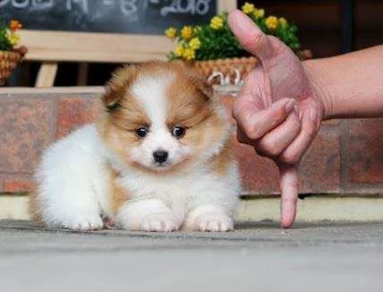 disponiamo cuccioli di volpino pomerania toy bellissimi 