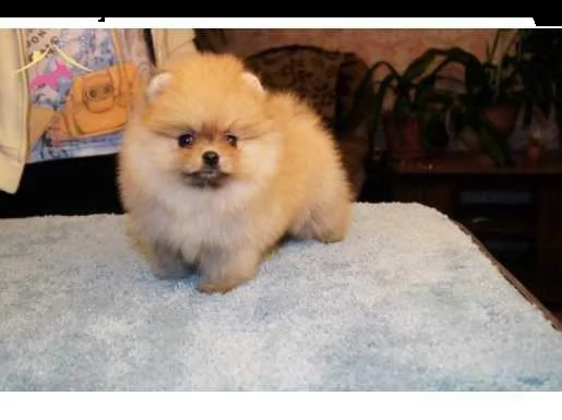 cuccioli di volpino della pomerania micro toy favolosi e teneri e eccellentissimi 