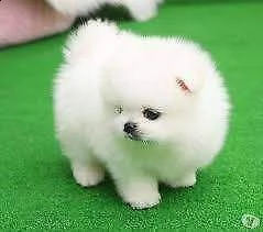 disponiamo cucciolo di pomerania toy originalissimo di 70 giorni 