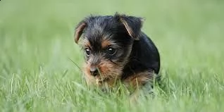 cucciolo di yorkshire tenerissimi intrigantissimi e buonissimi di 70 giorni sia maschi che femmina o