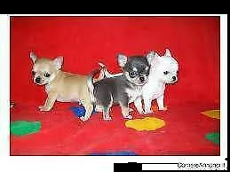 disponiamo cuccioli di chihuahua toy di 2 mesi e mezzo affettuosi sani