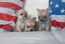 disponiamo cuccioli di pincher chiwawa perfetti e sani di 90 giorni di alta