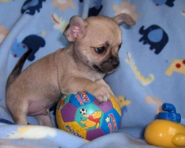 cuccioli di cucciolette chihuahua di 80 giorni adorabilissimi perfetti e dolci di alta geneologia co