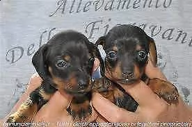 cuccioli di pincher favolosi di 2 mesi e mezzo di alta geneologia 