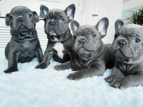 cuccioli di bulldog francese blu originalissimi e bellissimi di 70 giorni 