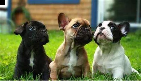 disponiamo cucciolo di bull dog francese sanissimi bellissimo e tenerissimo 