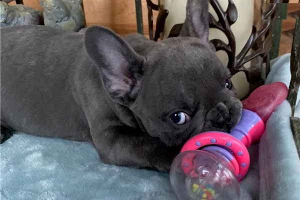 cuccioli bulldog francesi!