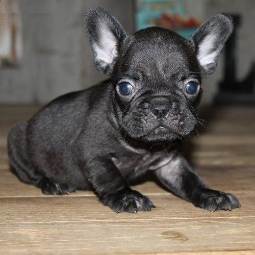 cuccioli bulldog francesi #