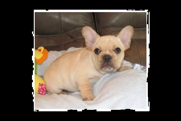 cuccioli bulldog francesi # | Foto 0