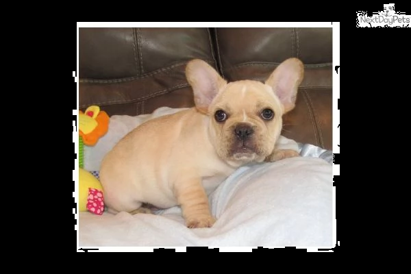 cuccioli bulldog francesi ###!.