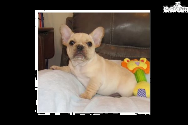 cuccioli bulldog francesi  __