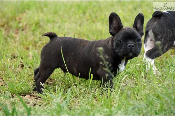 cuccioli bulldog francesi ****