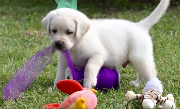 cuccioli di labrador