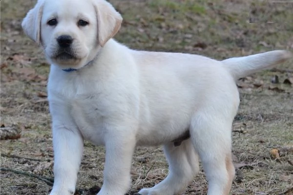 cuccioli di labrador,