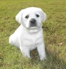 cuccioli di labrador {}