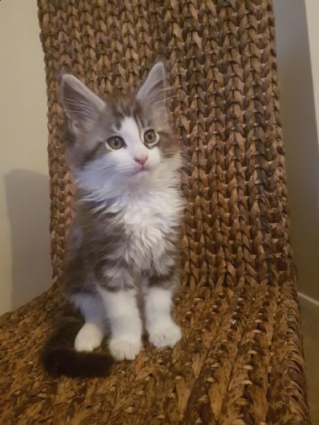 maine coon pedigree anfi