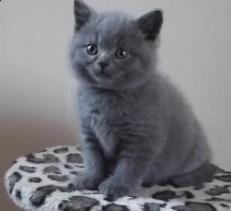 british shorthair cuccioli