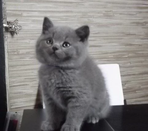 british shorthair cuccioli | Foto 0