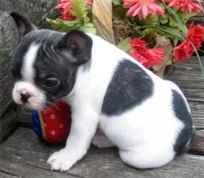 regalo cuccioli di bouledogue francese maschio e femmina