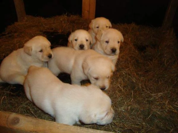 regalo labrador cuccioli disponibile per l'adozione..