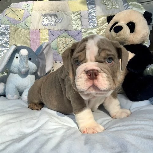 cucciolo bulldog inglese
