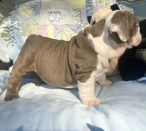 cucciolo bulldog inglese#