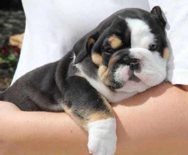 cucciolo bulldog# inglese