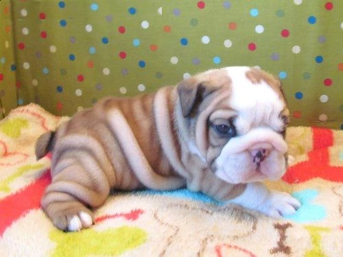 cucciolo bulldog!! inglese <<