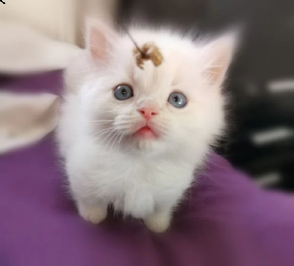 dolcissimi cuccioli ragdoll con pedigree