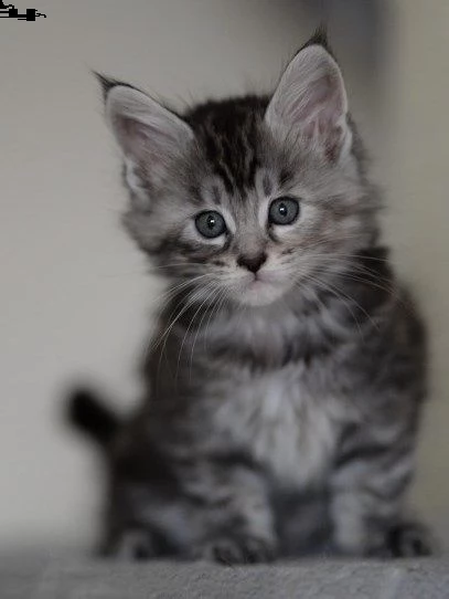 cuccioli maine coon gattini