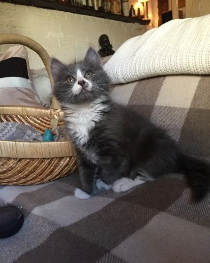 cuccioli di maine coon pedigree | Foto 2