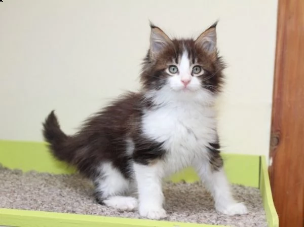 cuccioli di maine coon pedigree | Foto 1