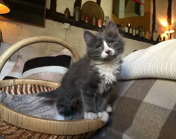 cuccioli di maine coon pedigree | Foto 0