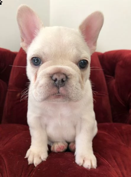 cuccioli di bouledogue francese | Foto 2