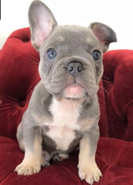 cuccioli di bouledogue francese | Foto 1
