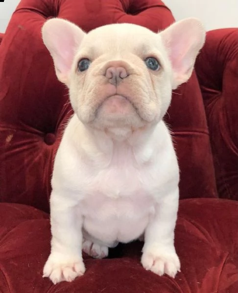 cuccioli di bouledogue francese | Foto 0