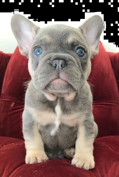 cuccioli di bouledogue francese