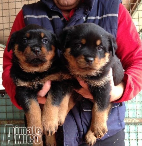 joy e moon , rottweiler sorelline di taglia piccola e sol