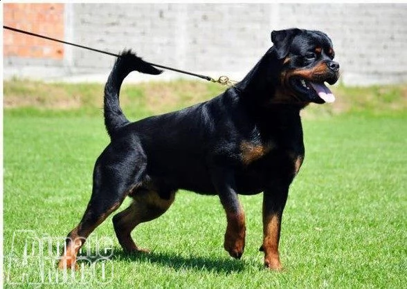 joy e moon , rottweiler sorelline di taglia piccola e sol | Foto 1