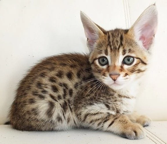 bengala cuccioli maschio 1 e femmina 1 | Foto 0