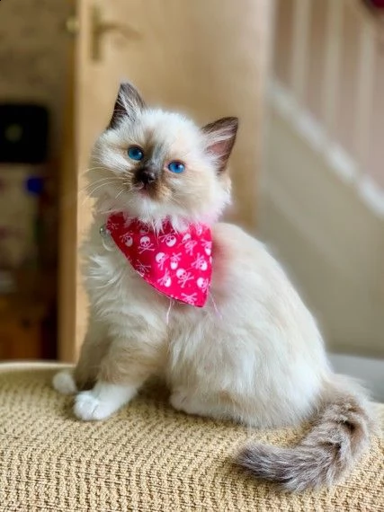 gattini di ragdoll 12 settimane