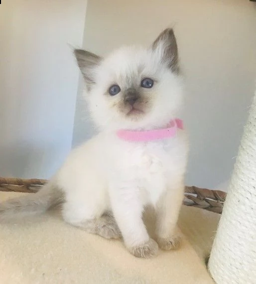 gatti ragdoll cede ultimi 3 cuccioli